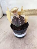 ASTROPHYTUM ASTERIAS “Purple”  Nº 1150 – vaso 09