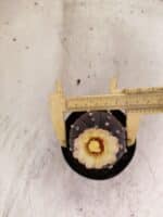 ASTROPHYTUM ASTERIAS “Purple”  Nº 1150 – vaso 09 - Imagem 5