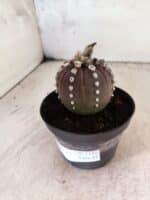 ASTROPHYTUM ASTERIAS “Purple”  Nº 1151 – vaso 11 - Imagem 8