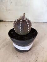 ASTROPHYTUM ASTERIAS “Purple”  Nº 1151 – vaso 11 - Imagem 2