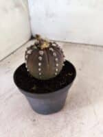ASTROPHYTUM ASTERIAS “Purple”  Nº 1151 – vaso 11 - Imagem 9