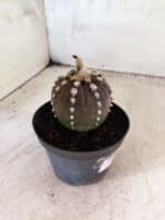 ASTROPHYTUM ASTERIAS “Purple”  Nº 1151 – vaso 11 - Imagem 7