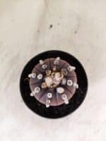 ASTROPHYTUM ASTERIAS “Purple”  Nº 1151 – vaso 11 - Imagem 3