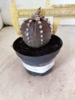 ASTROPHYTUM ASTERIAS “Purple”  Nº 1151 – vaso 11