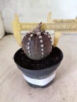 ASTROPHYTUM ASTERIAS “Purple”  Nº 1151 – vaso 11 - Imagem 4