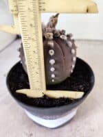 ASTROPHYTUM ASTERIAS “Purple”  Nº 1151 – vaso 11 - Imagem 6