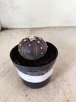 ASTROPHYTUM ASTERIAS “Purple”  Nº 1152 – vaso 09 - Imagem 2
