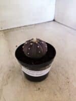 ASTROPHYTUM ASTERIAS “Purple”  Nº 1152 – vaso 09 - Imagem 8