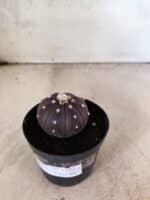 ASTROPHYTUM ASTERIAS “Purple”  Nº 1152 – vaso 09 - Imagem 7