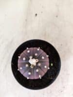 ASTROPHYTUM ASTERIAS “Purple”  Nº 1152 – vaso 09 - Imagem 3