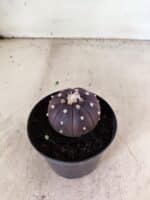 ASTROPHYTUM ASTERIAS “Purple”  Nº 1152 – vaso 09 - Imagem 6