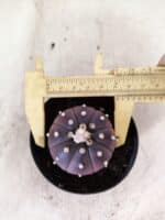 ASTROPHYTUM ASTERIAS “Purple”  Nº 1152 – vaso 09 - Imagem 5