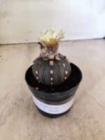ASTROPHYTUM ASTERIAS “Purple”  Nº 1153 – vaso 09 - Imagem 2