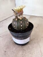ASTROPHYTUM ASTERIAS “Purple”  Nº 1153 – vaso 09 - Imagem 8
