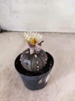 ASTROPHYTUM ASTERIAS “Purple”  Nº 1153 – vaso 09 - Imagem 6