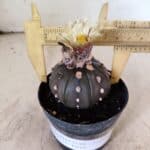 ASTROPHYTUM ASTERIAS “Purple”  Nº 1153 – vaso 09