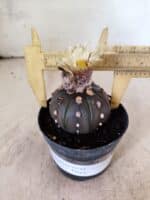ASTROPHYTUM ASTERIAS “Purple”  Nº 1153 – vaso 09