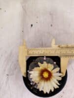 ASTROPHYTUM ASTERIAS “Purple”  Nº 1153 – vaso 09 - Imagem 5