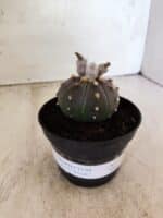 ASTROPHYTUM ASTERIAS “Purple”  Nº 1154 – vaso 11 - Imagem 2
