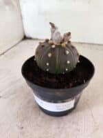 ASTROPHYTUM ASTERIAS “Purple”  Nº 1154 – vaso 11 - Imagem 8