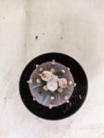 ASTROPHYTUM ASTERIAS “Purple”  Nº 1154 – vaso 11 - Imagem 3