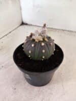 ASTROPHYTUM ASTERIAS “Purple”  Nº 1154 – vaso 11 - Imagem 7