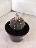 ASTROPHYTUM ASTERIAS “Purple”  Nº 1154 – vaso 11 - Imagem 6