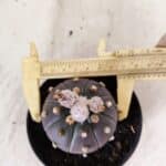 ASTROPHYTUM ASTERIAS “Purple”  Nº 1154 – vaso 11