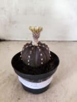 ASTROPHYTUM ASTERIAS “Purple”  Nº 1155 – vaso 11 - Imagem 2