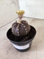 ASTROPHYTUM ASTERIAS “Purple”  Nº 1155 – vaso 11 - Imagem 7