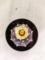 ASTROPHYTUM ASTERIAS “Purple”  Nº 1155 – vaso 11 - Imagem 3