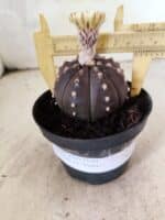 ASTROPHYTUM ASTERIAS “Purple”  Nº 1155 – vaso 11