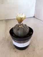 ASTROPHYTUM ASTERIAS “Purple”  Nº 1159 – vaso 09 - Imagem 2