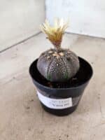ASTROPHYTUM ASTERIAS “Purple”  Nº 1159 – vaso 09 - Imagem 8