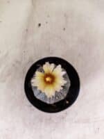 ASTROPHYTUM ASTERIAS “Purple”  Nº 1159 – vaso 09 - Imagem 3