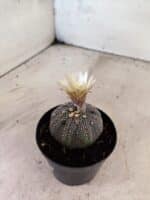 ASTROPHYTUM ASTERIAS “Purple”  Nº 1159 – vaso 09 - Imagem 6