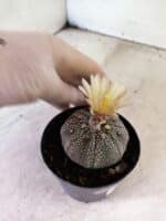 ASTROPHYTUM ASTERIAS “Purple”  Nº 1159 – vaso 09 - Imagem 7