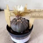 ASTROPHYTUM ASTERIAS “Purple”  Nº 1159 – vaso 09