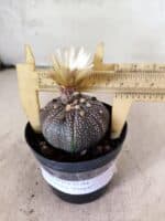 ASTROPHYTUM ASTERIAS “Purple”  Nº 1159 – vaso 09