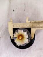 ASTROPHYTUM ASTERIAS “Purple”  Nº 1159 – vaso 09 - Imagem 5