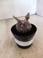 ASTROPHYTUM ASTERIAS “Purple”  Nº 1160 – vaso 09 - Imagem 2