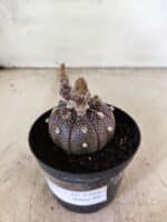 ASTROPHYTUM ASTERIAS “Purple”  Nº 1160 – vaso 09 - Imagem 7