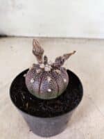 ASTROPHYTUM ASTERIAS “Purple”  Nº 1160 – vaso 09 - Imagem 6