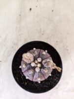 ASTROPHYTUM ASTERIAS “Purple”  Nº 1160 – vaso 09 - Imagem 3