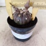 ASTROPHYTUM ASTERIAS “Purple”  Nº 1160 – vaso 09