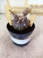 ASTROPHYTUM ASTERIAS “Purple”  Nº 1160 – vaso 09