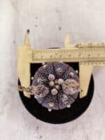 ASTROPHYTUM ASTERIAS “Purple”  Nº 1160 – vaso 09 - Imagem 5