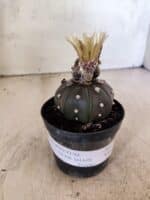 MATRIZ ASTROPHYTUM ASTERIAS STAR SHAPE "Purple" Nº 1156 – vaso 09 - Imagem 2