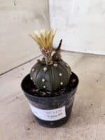 MATRIZ ASTROPHYTUM ASTERIAS STAR SHAPE "Purple" Nº 1156 – vaso 09 - Imagem 8