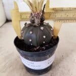 MATRIZ ASTROPHYTUM ASTERIAS STAR SHAPE "Purple" Nº 1156 – vaso 09